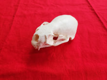 Load image into Gallery viewer, XXL River Otter Skull - ROS1003D