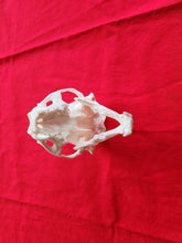 Load image into Gallery viewer, XXL River Otter Skull - ROS1003D