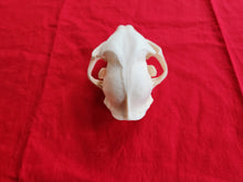 Load image into Gallery viewer, XXXXL Bobcat Skull - BCS1004