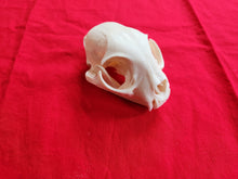 Load image into Gallery viewer, XXXL Bobcat Skull - BCS1005