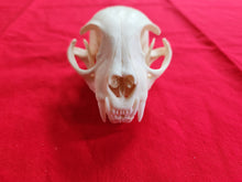 Load image into Gallery viewer, XXXL Bobcat Skull - BCS1005