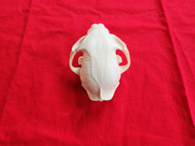 Load image into Gallery viewer, XXXL Bobcat Skull - BCS1005