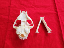 Load image into Gallery viewer, XXXL Bobcat Skull - BCS1005