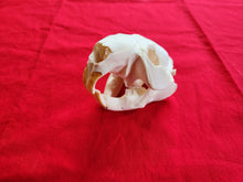 Load image into Gallery viewer, XL Beaver Skull - BVS1015