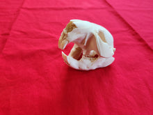 Load image into Gallery viewer, Medium Beaver Skull - BVS1016