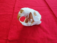 Load image into Gallery viewer, XXL Beaver Skull - BVS1014