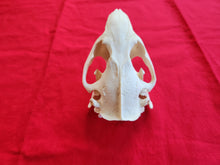 Load image into Gallery viewer, XXL Beaver Skull - BVS1014