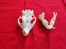 Load image into Gallery viewer, XXL Beaver Skull - BVS1014