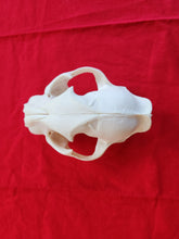 Load image into Gallery viewer, Large Mountain Lion Skull - UPPER Skull Only - MLS1004