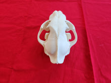 Load image into Gallery viewer, XXL Mountain Lion Skull - MLS1006