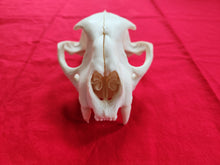 Load image into Gallery viewer, Large Mountain Lion Skull - Upper Skull Only - MLS1008