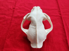 Load image into Gallery viewer, Large Mountain Lion Skull - Upper Skull Only - MLS1008