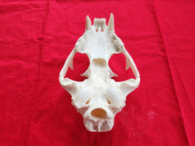 Load image into Gallery viewer, Large Mountain Lion Skull - Upper Skull Only - MLS1008