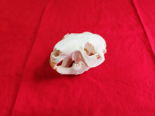 Load image into Gallery viewer, Large Beaver Skull - BVS1017