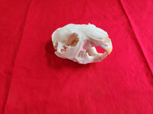 Load image into Gallery viewer, Large Beaver Skull - BVS1017