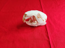 Load image into Gallery viewer, Large Beaver Skull - BVS1018