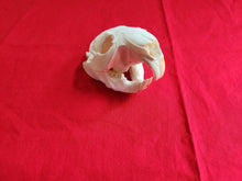 Load image into Gallery viewer, Large Beaver Skull - BVS1018