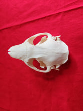 Load image into Gallery viewer, Large Beaver Skull - BVS1018