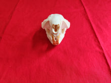 Load image into Gallery viewer, Large Beaver Skull - BVS1019