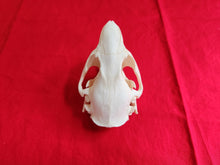 Load image into Gallery viewer, Large Beaver Skull - BVS1019