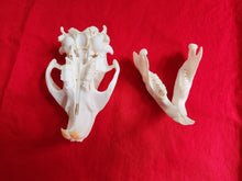 Load image into Gallery viewer, Large Beaver Skull - BVS1019