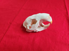 Load image into Gallery viewer, Large Beaver Skull - BVS1021