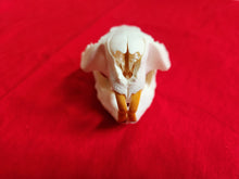 Load image into Gallery viewer, Large Beaver Skull - BVS1021