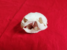 Load image into Gallery viewer, Medium Beaver Skull - BVS1022