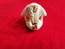 Load image into Gallery viewer, Medium Beaver Skull - BVS1022