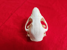 Load image into Gallery viewer, Medium Beaver Skull - BVS1022