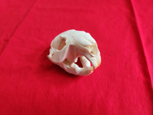 Load image into Gallery viewer, Medium Beaver Skull - BVS1024
