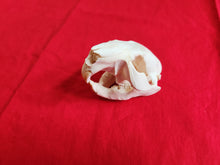 Load image into Gallery viewer, Medium Beaver Skull - BVS1024