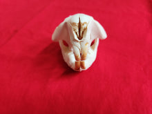 Load image into Gallery viewer, Medium Beaver Skull - BVS1024