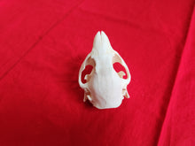Load image into Gallery viewer, Medium Beaver Skull - BVS1024