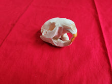 Load image into Gallery viewer, Small Beaver Skull - BVS1026