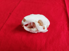Load image into Gallery viewer, Small Beaver Skull - BVS1026