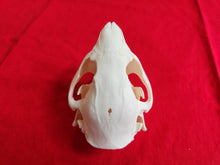 Load image into Gallery viewer, Small Beaver Skull - BVS1026