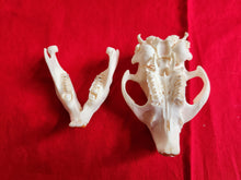 Load image into Gallery viewer, Small Beaver Skull - BVS1026