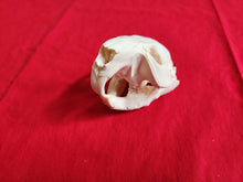Load image into Gallery viewer, Medium Beaver Skull - BVS1027