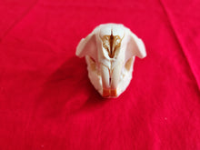 Load image into Gallery viewer, Medium Beaver Skull - BVS1028