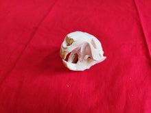 Load image into Gallery viewer, Small Beaver Skull - BVS1029