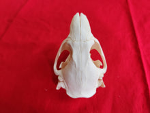 Load image into Gallery viewer, Small Beaver Skull - BVS1029