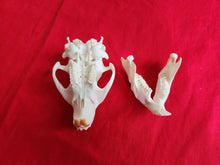 Load image into Gallery viewer, Small Beaver Skull - BVS1029