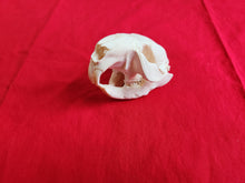 Load image into Gallery viewer, Small Beaver Skull - BVS1030