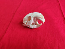 Load image into Gallery viewer, Small Beaver Skull - BVS1030