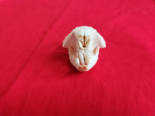 Load image into Gallery viewer, Small Beaver Skull - BVS1030