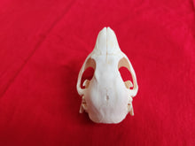 Load image into Gallery viewer, Small Beaver Skull - BVS1030