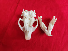Load image into Gallery viewer, Small Beaver Skull - BVS1030