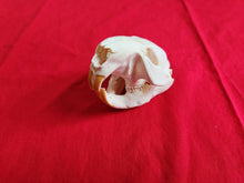 Load image into Gallery viewer, Small Beaver Skull - BVS1031