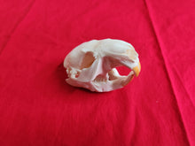 Load image into Gallery viewer, Small Beaver Skull - BVS1031